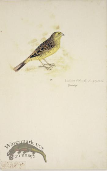 76 Swedish Birds . Emberiza Citrinella, Yellow Bunting